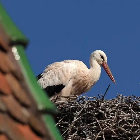 Apartament L'appar't - Centre Historique De Obernai